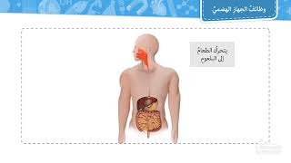 وظائف الجهاز الهضمي