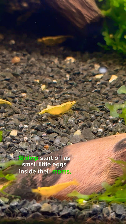 The sad life cycle of the freshwater shrimp.. #shorts