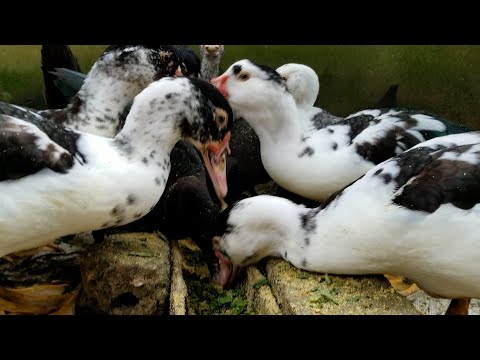 Video Chăn nuôi vịt, ngan và trồng ngô phát triển kinh tế,... - youtube
