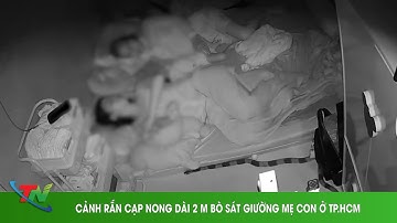 CẢNH RẮN CẠP NONG DÀI 2 M BÒ SÁT GIƯỜNG MẸ CON Ở TP HCM