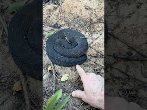 Giant Cottonmouth Snake!
