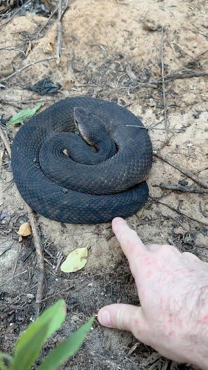 Giant Cottonmouth Snake!  #snake #venomous #animals
