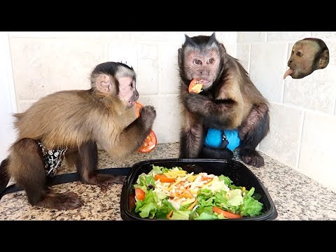 Video: Ce mănâncă maimuțele capucine?