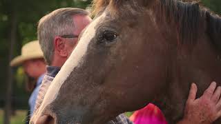Equine Therapy