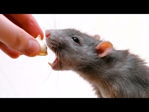 How to Feed a Rat | Pet Rats