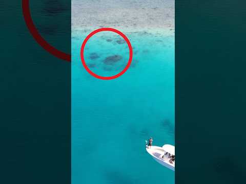 Drone Strike on a Giant Fish #fishing