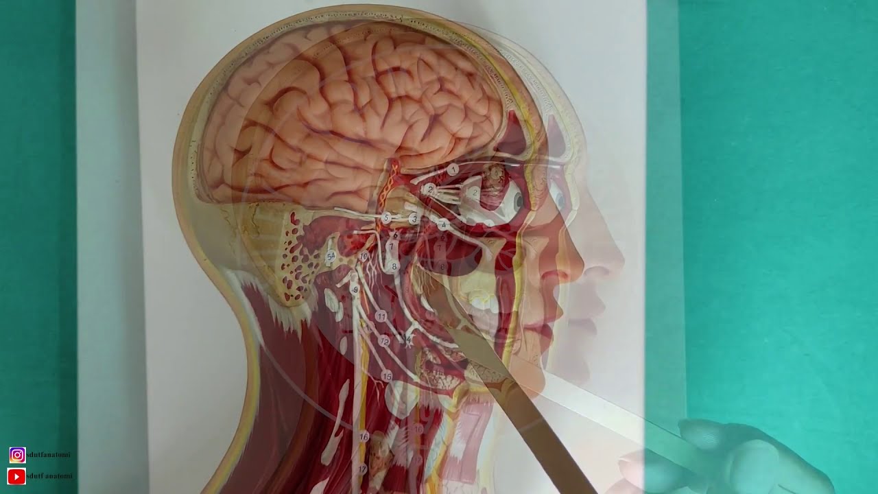 Nervus Glossopharyngeus (IX)