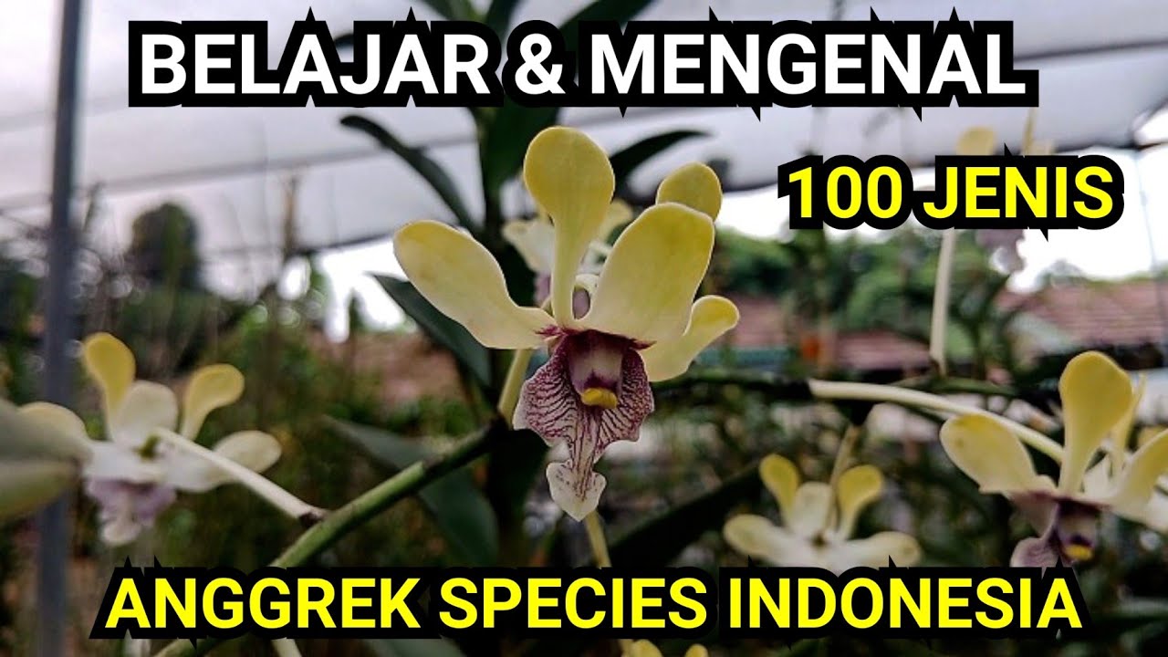 Mengenal 100 Jenis Anggrek Species Indonesia - Bagian 1