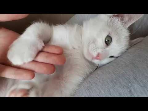 Kedimiz Makbule Ye Ari Sokmasi Sonucu Patisi Sisti Funny Cats And Kittens Meowing Compilation Youtube