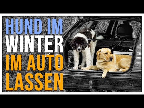 Zumbült Auto Arena GmbH - Hundehaare vs. Fensterabzieher Wir haben heute  einen kleinen Lifehack für Sie mit dem Sie die lästigen Hundehaare im Auto  los werden.🐕🚗 Sprühen Sie mit einer Sprühflasche etwas