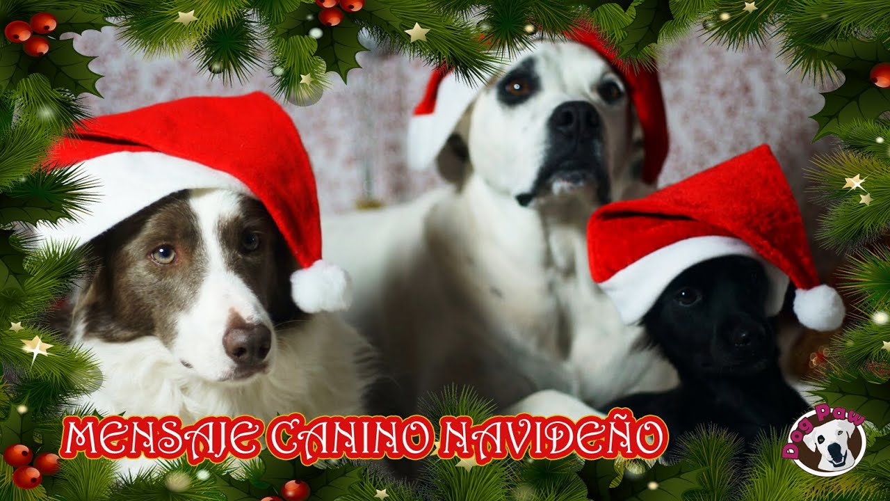 Mensaje Canino de Navidad - Los perros de Dog Paw hablan con la Navidad -  YouTube