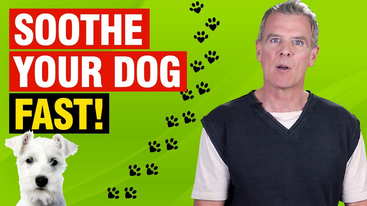 Natural Home Remedies to Soothe My Dogs Itchy Skin [5 Effective