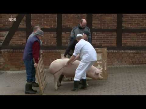 Schweine Anni \u0026 Rosalie lernen schwimmen und suhlen