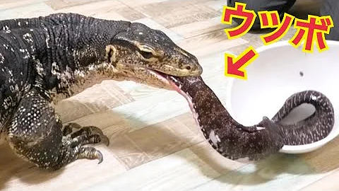とみっくウツボ