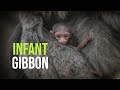 Silvery Gibbon Born at Chester Zoo