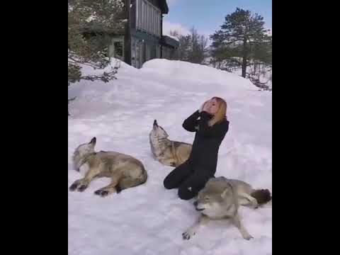 شاهدو امرأة تعوي مثل الذئب والذئاب تعوي معاها