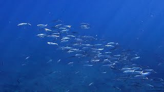 El pez boga (Boops Boops) en el mar de Canarias