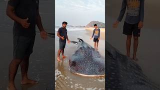 big whale🐳die😭😭|భారీ తిమింగలం చనిపోయింది|#beachboynaidu  #whale #whaleshark #ytshorts #viral #beach