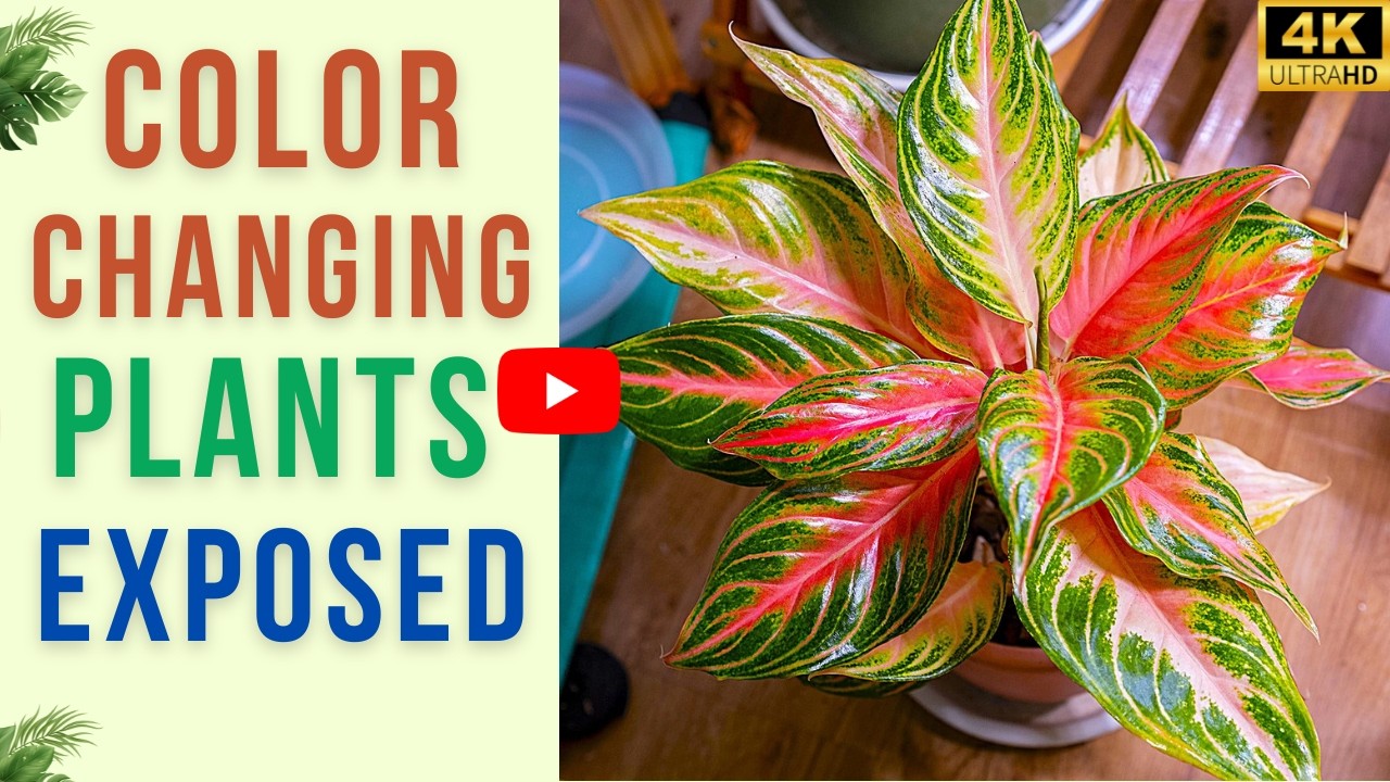 Plants That Change Color Right In Front Of You