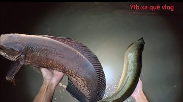 Đêm Chích Cá Thượng Nguồn Thủy điện  Sông Đồng Nai 5 | xa quê vlog 