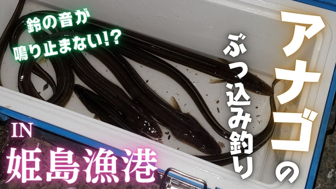 【ぶっ込み釣り】鳴り止まない鈴の音♪　姫島漁港でアナゴ釣り　2023年5月中旬