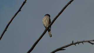 Sharp-Shinned Hawk Flies Off