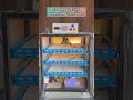 240 eggs Fully Automatic Incubator Hatching business #incubator #poultry #business #desi #eggs