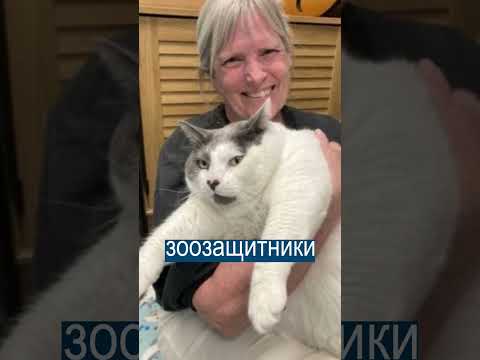 Очень толстого кота посадили на диету