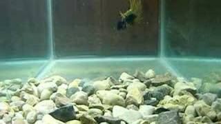 Roboworm Pitchin Kraw