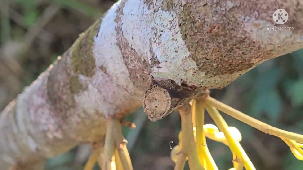 အဖူးဖြစ်ချိန်ရေကိုင်တွယ်နည်းနဲ့ပြုပြင်မှူ့