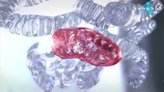 A human cardiomyocyte mitochondrion - 3D Medical Animation