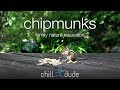 Chipmunks Family Nature Relaxation