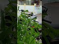 nag Champa ka phool #motivation #inspiration #plant lover