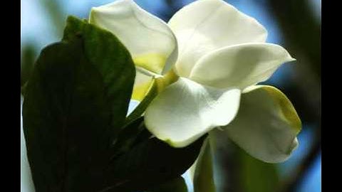 ilmoe.com Pokok Pokok Aqidah Ahlus Sunnah Wal Jamaah 2 Dzulqarnain.net