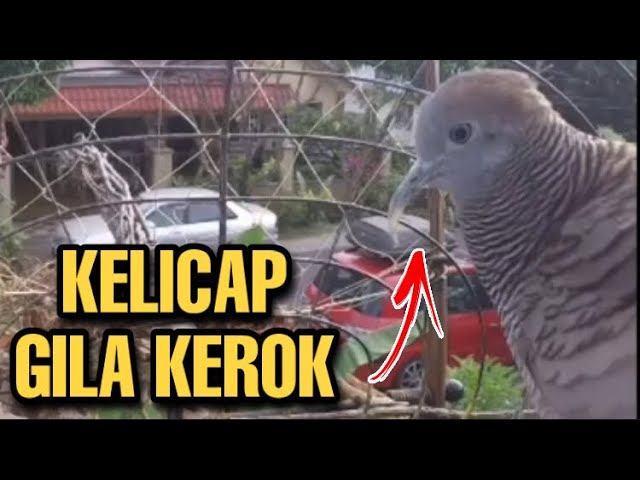 Suara Merbok Pikat Kerok & Galak Untuk Mikat - Perkutut Gacor Kerot class=