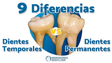 ¿Cuál es la diferencia entre los dientes permanentes y los de leche?