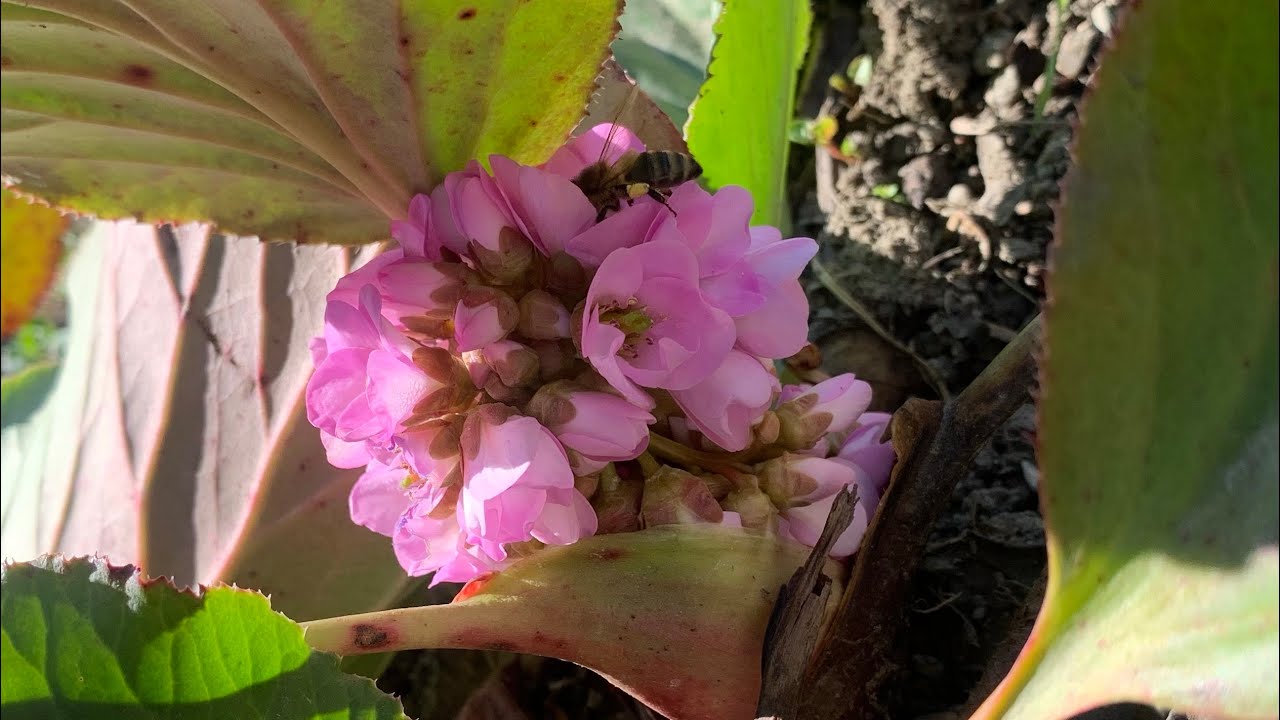 1. Первые весенние цветы из Грузии❤️