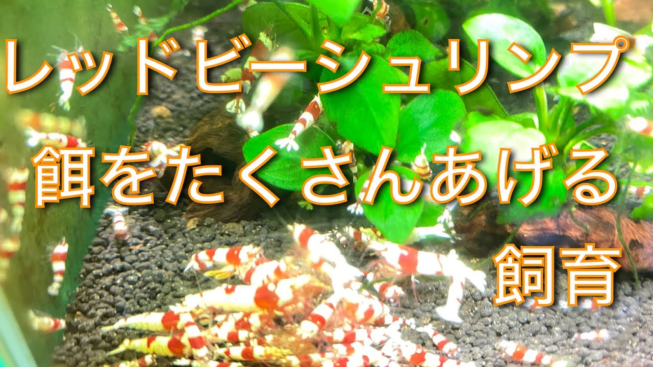 Red Bee Shrimp: Feeding them a lot - YouTube