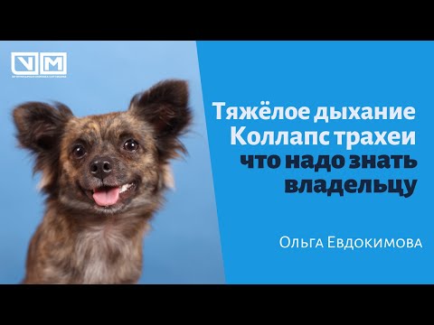 Видео: Проблемы с глотанием у собак