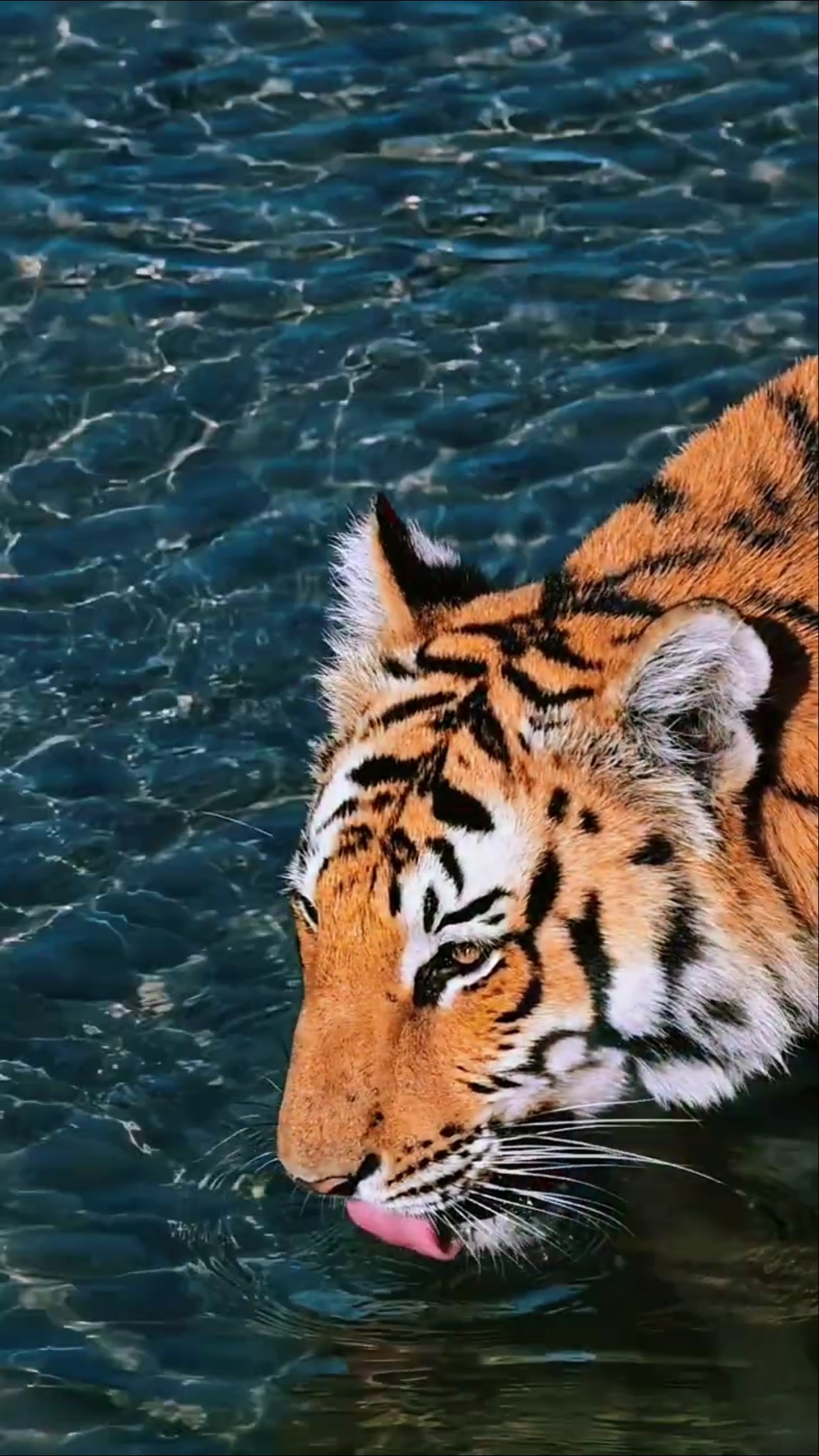 🚵‍♂️Travel with me - ShareChat