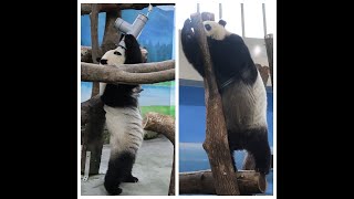 20240422 圓仔果果嘴裡倒 高處點心都吃到(午餐) Giant Panda Yuan Zai