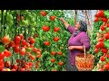 Harvesting Organic and Fresh Tomatoes from Garden and Preserving for Winter!