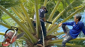 Cưa  cây  dừa  nghiêng  qua  dây  điện  .Ở  thị  trấn  an  bình