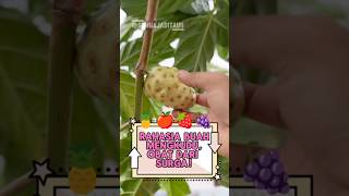 Mengkudu: Dari Bau Busuk Jadi Superfood Dunia. #mengkudu #noni #buahunik #faktaunik #herbalalami