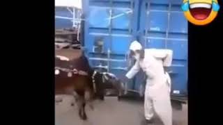 COW QURBANI || DANGEROUS COW ||FUNNY FIGHTS