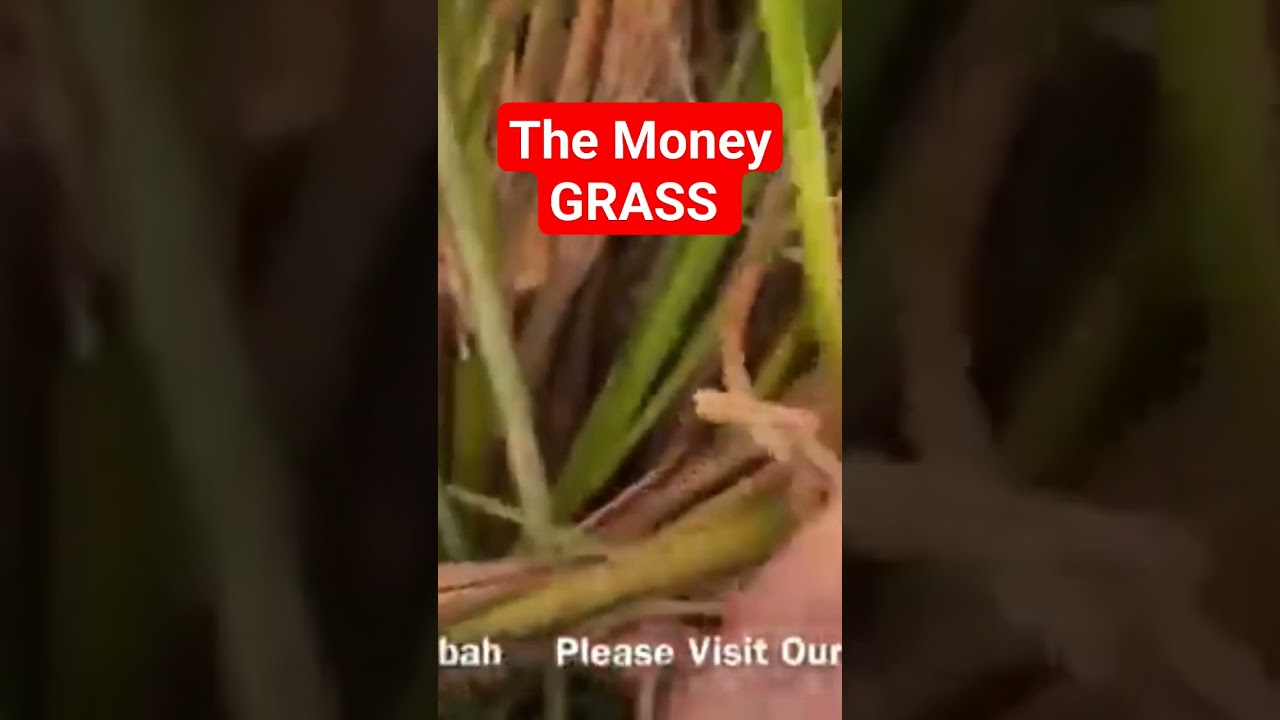 The grass could save you millions and valuable time. VETIVER TECHNOLOGY SOLUTION'S © for floods.