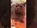 Одно из двух… #shorts #cat #врек #цитаты #саморазвитие #cute #animals #cutecat #catlover #котики