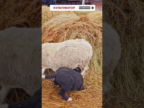 Содержание овец цвартблес
