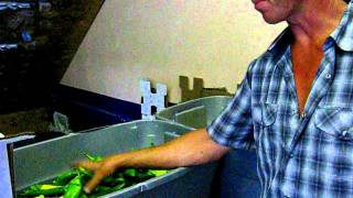 Bell Organic Week 11, CSA Summer Share