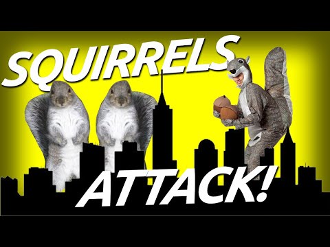 rePoRtS Of sQuIrreL aTTACKS In neW YOrk!